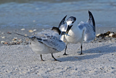 Sandwich Tern 2019-08-01