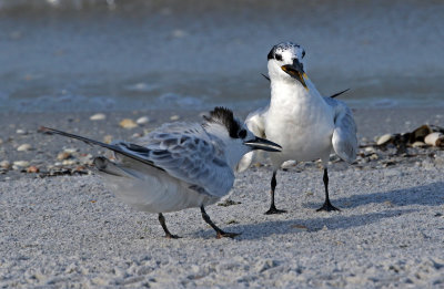 Sandwich Tern 2019-08-01