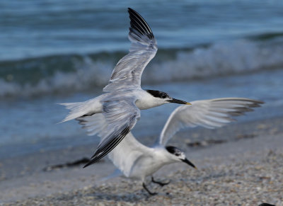 Sandwich Tern 2019-08-01