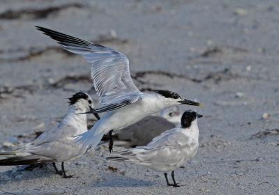 Sandwich Tern 2019-08-01
