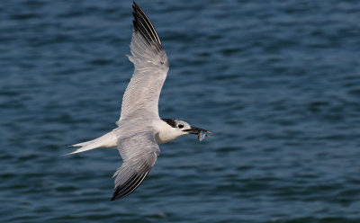 Sandwich Tern 2019-08-01