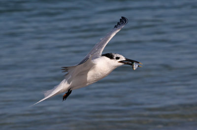 Sandwich Tern 2019-08-01