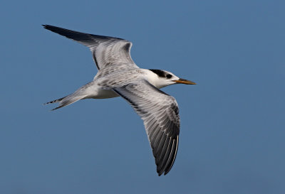 Sandwich Tern 2019-08-01