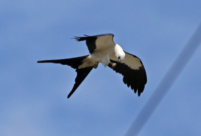 Swallow-tailed Kite 2019-08-01