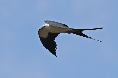 Swallow-tailed Kite 2019-08-01