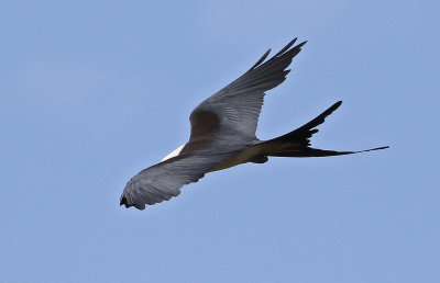Swallow-tailed Kite 2019-08-01