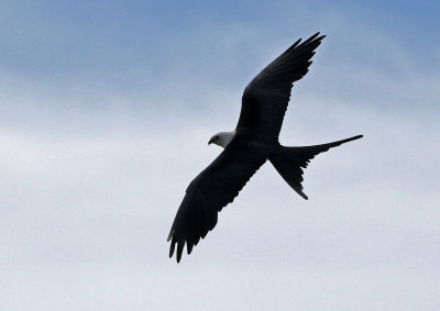Swallow-tailed Kite 2019-08-01
