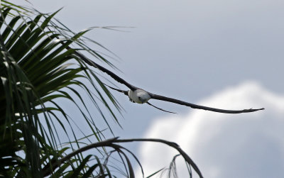 Swallow-tailed Kite 2019-08-01