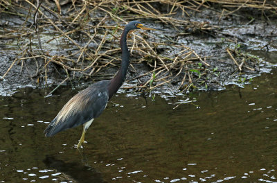 Tricolored Heron 2019-08-01