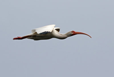 White Ibis 2019-08-01