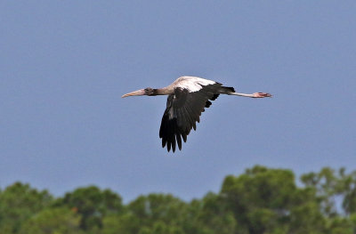 Wood Stork 2019-08-01