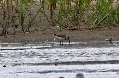 Sandpiper 2019-08-01