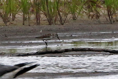 Sandpiper 2019-08-01