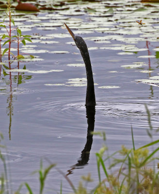 Anhinga 2019-08-02