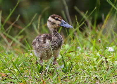 Black-bellied Whistling-Duck 2019-08-02