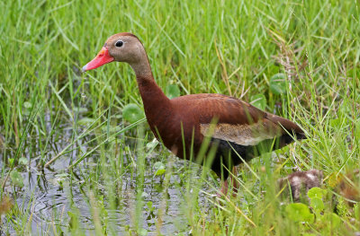 Black-bellied Whistling-Duck 2019-08-02