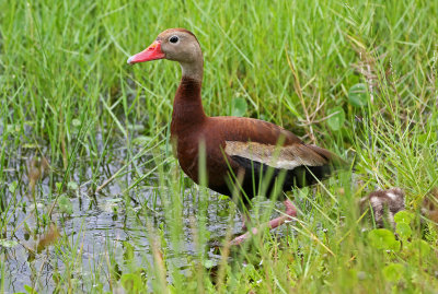 Black-bellied Whistling-Duck 2019-08-02