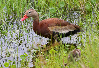 Black-bellied Whistling-Duck 2019-08-02