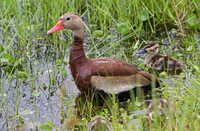 Black-bellied Whistling-Duck 2019-08-02