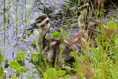 Black-bellied Whistling-Duck 2019-08-02