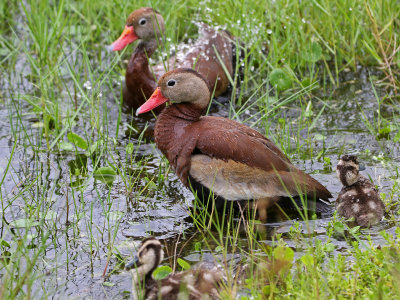 Black-bellied Whistling-Duck 2019-08-02