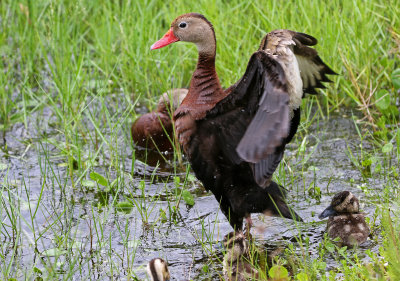 Black-bellied Whistling-Duck 2019-08-02