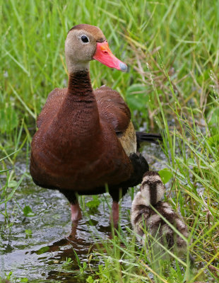 Black-bellied Whistling-Duck 2019-08-02