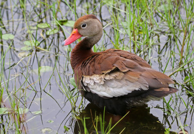 Black-bellied Whistling-Duck 2019-08-02