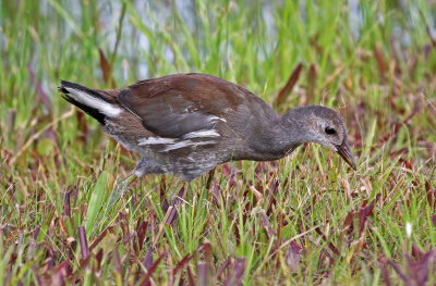 Common Gallinule 2019-08-02