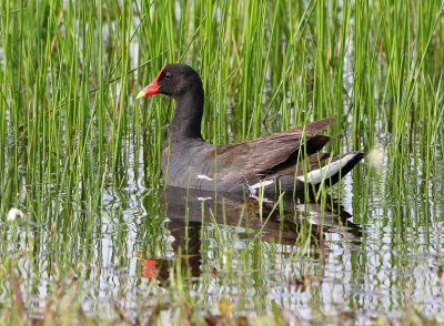 Common Gallinule 2019-08-02