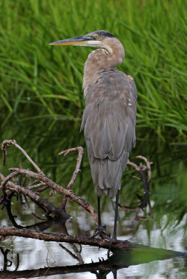 Great Blue Heron 2019-08-02