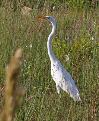 Great Egret 2019-08-02