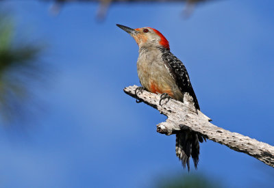 Red-bellied Woodpecker 2019-08-02