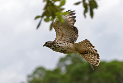 Red-shouldered Hawk 2019-08-02