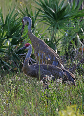 Sandhill Crane 2019-08-02