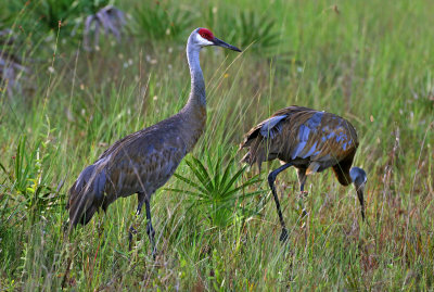 Sandhill Crane 2019-08-02