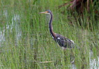 Tricolored Heron 2019-08-02