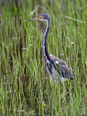 Tricolored Heron 2019-08-02