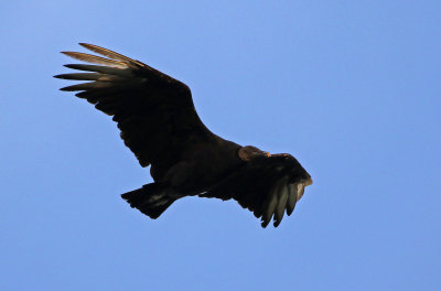 Black Vulture 2019-08-03