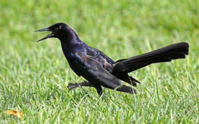 Boat-tailed Grackle 2019-08-03