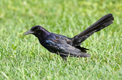 Boat-tailed Grackle 2019-08-03