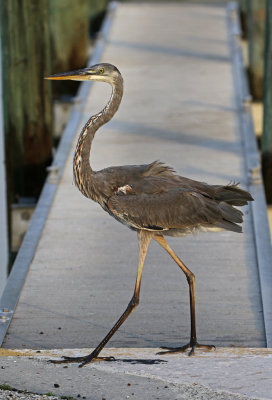 Great Blue Heron 2019-08-03
