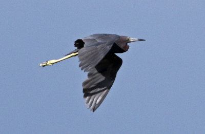 Little Blue Heron 2019-08-03