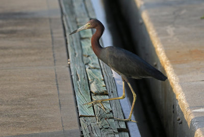 Little Blue Heron 2019-08-03