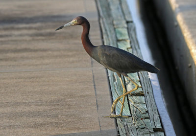 Little Blue Heron 2019-08-03
