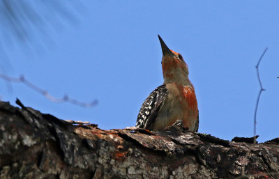 Red-bellied Woodpecker 2019-08-03