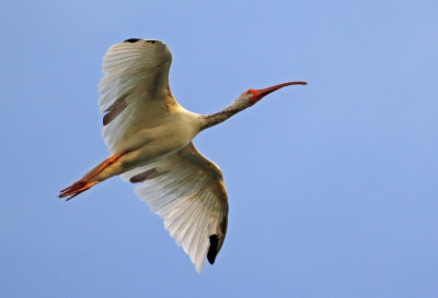 White Ibis 2019-08-03