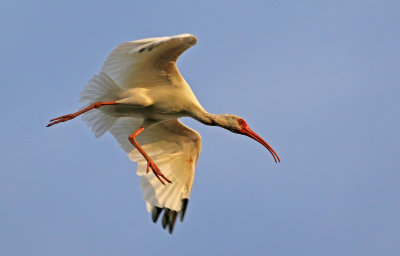 White Ibis 2019-08-03