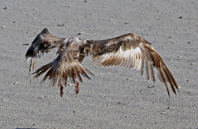 Herring Gull 2019-08-01