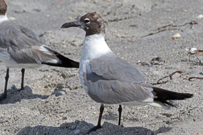 Laughing Gull 2019-08-04